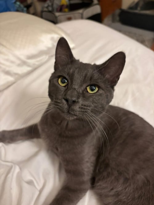 WASHINGTON (D.C.) - Domestic Short Hair available for adoption