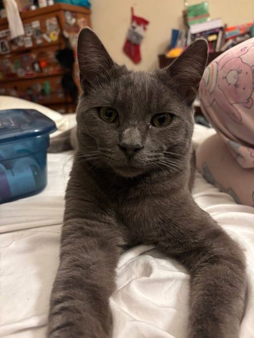 WASHINGTON (D.C.) - Domestic Short Hair available for adoption