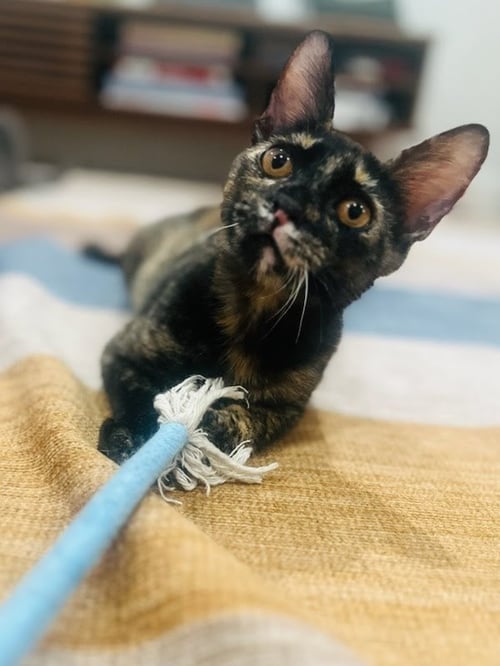 BRENDA FLEA - Domestic Short Hair available for adoption