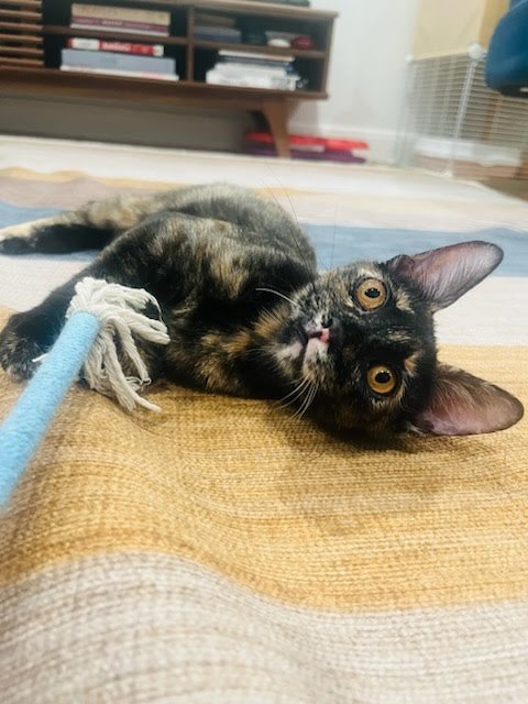 BRENDA FLEA - Domestic Short Hair available for adoption