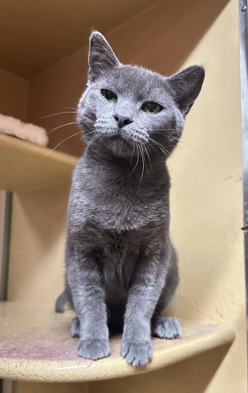 GEORGE - Domestic Short Hair / Russian Blue available for adoption