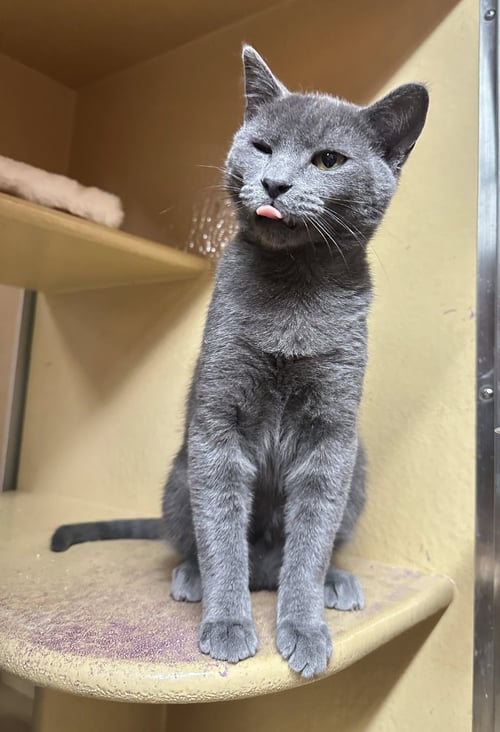 GEORGE - Domestic Short Hair / Russian Blue available for adoption