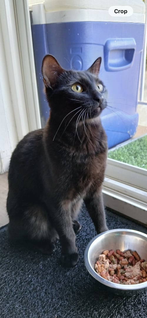 JOAN JETT - Domestic Short Hair / Bombay available for adoption