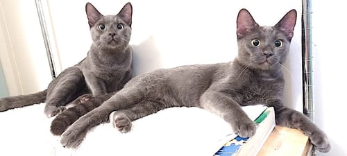 JIROCHE - Domestic Short Hair / Russian Blue available for adoption