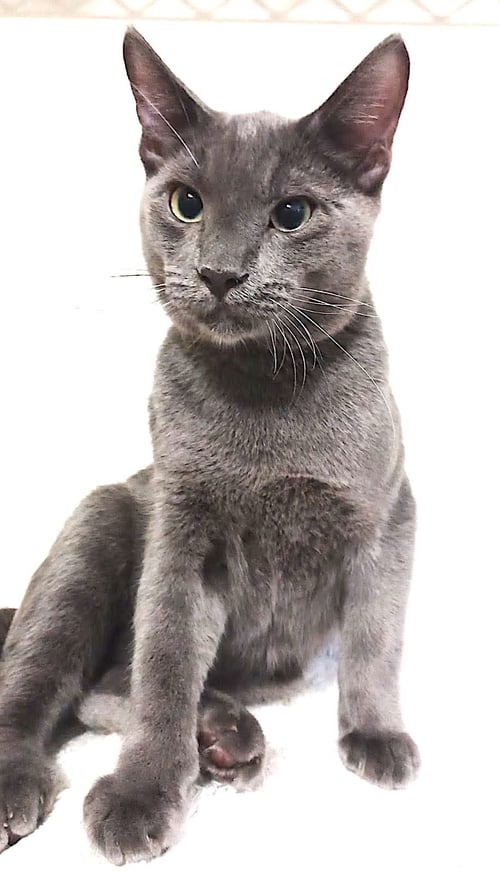 JIROCHE - Domestic Short Hair / Russian Blue available for adoption