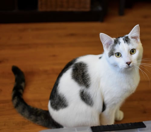 KENAI - Domestic Short Hair available for adoption