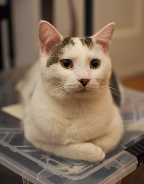 KENAI - Domestic Short Hair available for adoption