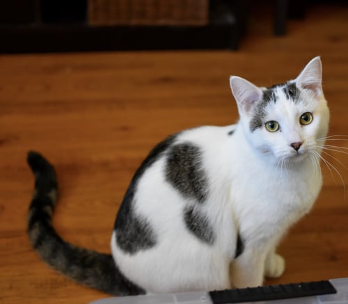 KENAI - Domestic Short Hair available for adoption
