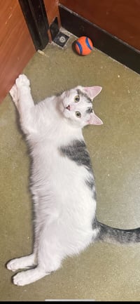 Kenai - Photo 8