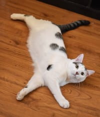 Kenai - Photo 3