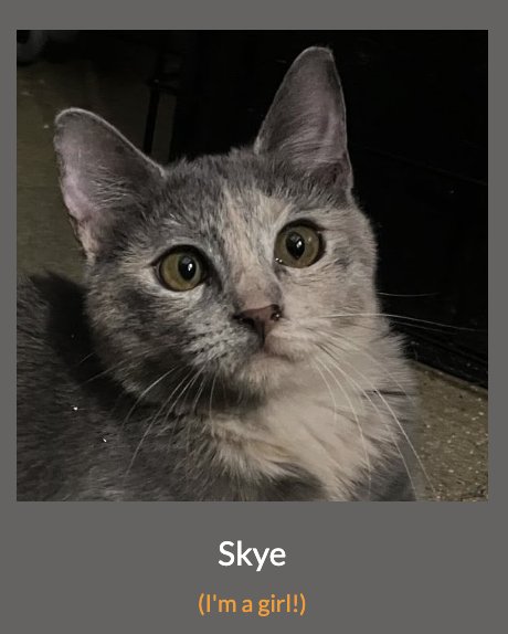 SKYE - Dilute Calico available for adoption