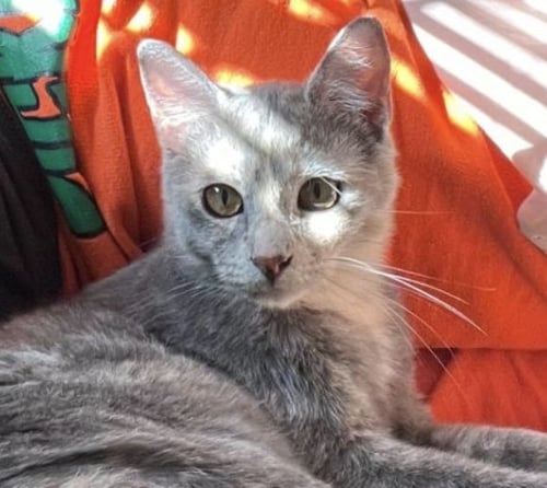 SKYE - Dilute Calico available for adoption