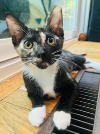 ALLEY SHEEDY - Photo 1