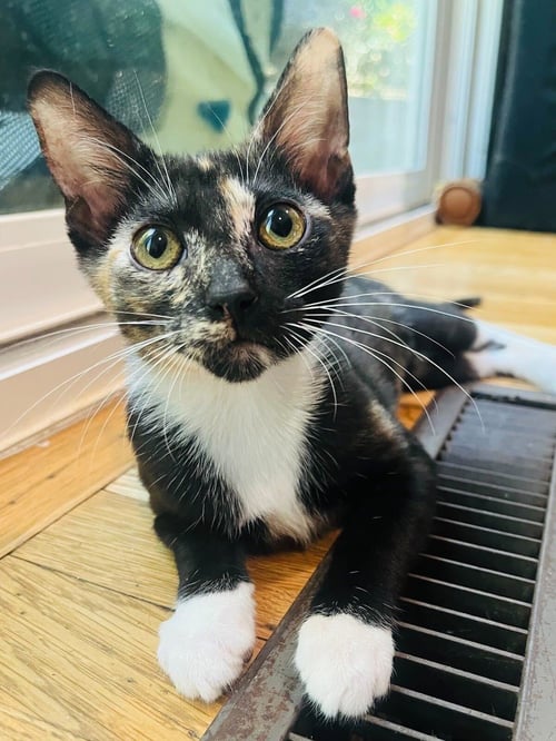 ALLEY SHEEDY - Domestic Short Hair / Tortoiseshell available for adoption