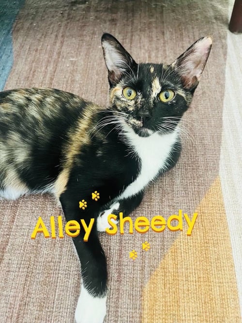 ALLEY SHEEDY - Domestic Short Hair / Tortoiseshell available for adoption