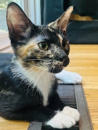 ALLEY SHEEDY - Photo 3