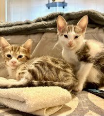 JUNE CARTER - Domestic Short Hair available for adoption