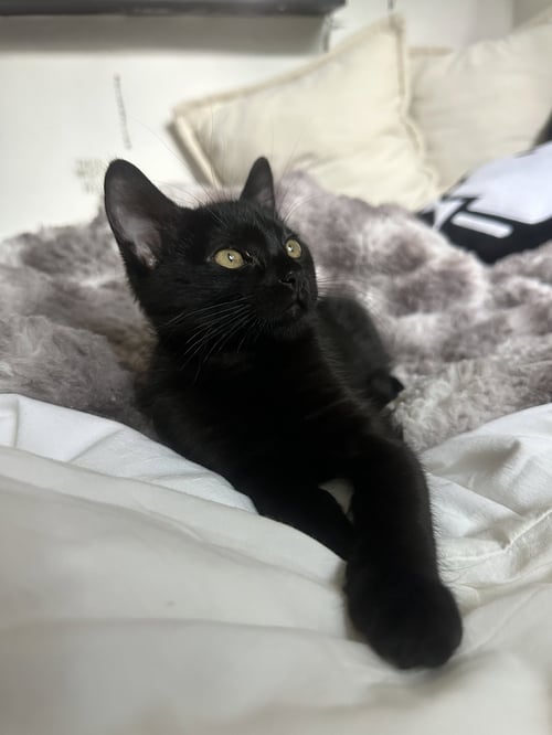 DORY - Domestic Short Hair available for adoption