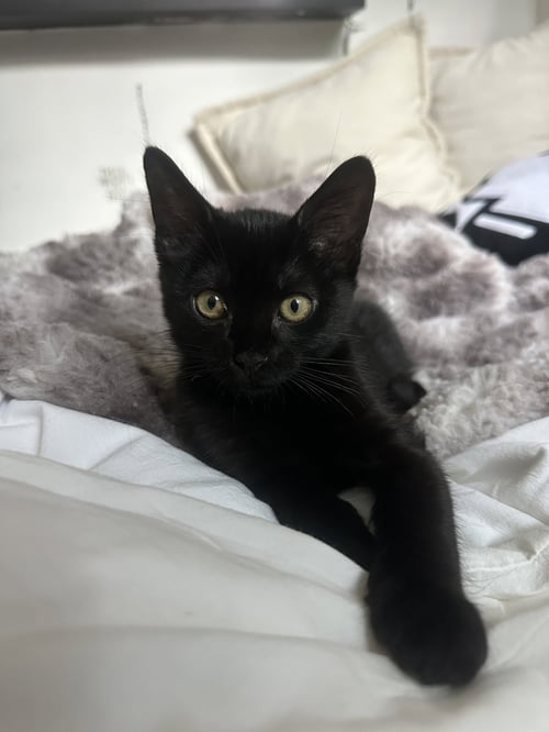 DORY - Domestic Short Hair available for adoption