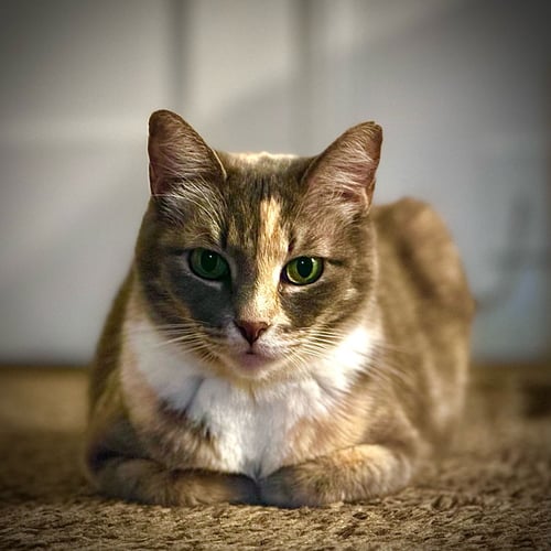 CAMILLE - Domestic Short Hair / Torbie available for adoption