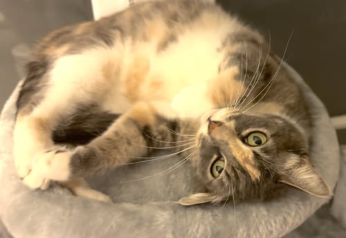 CAMILLE - Domestic Short Hair / Torbie available for adoption