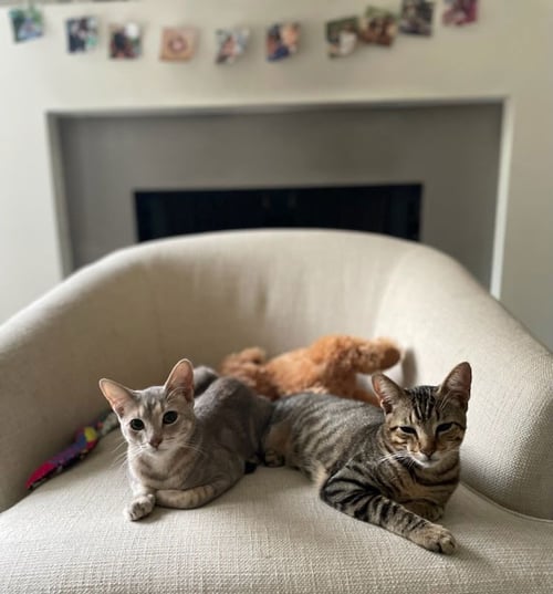 TINY (AND REBEL) - Domestic Short Hair / Tabby available for adoption