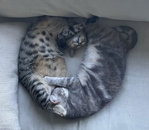 TINY (AND REBEL) - Domestic Short Hair / Tabby available for adoption