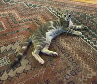 Tiny (and Rebel) - Photo 11