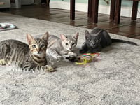 Tiny (and Rebel) - Photo 12