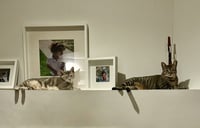 Tiny (and Rebel) - Photo 10