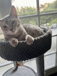 Tiny (and Rebel) - Photo 3