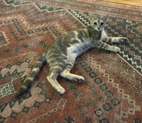 Tiny (and Rebel) - Photo 11