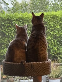 Tiny (and Rebel) - Photo 4