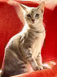 Tiny (and Rebel) - Photo 5