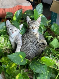 Tiny (and Rebel) - Photo 6