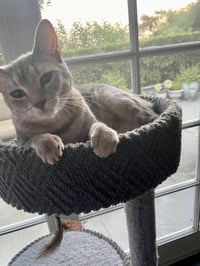 Tiny (and Rebel) - Photo 3