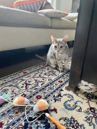 Tiny (and Rebel) - Photo 7