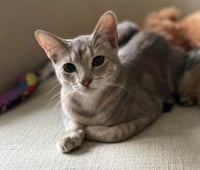 Tiny (and Rebel) - Photo 8