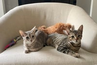 Tiny (and Rebel) - Photo 9