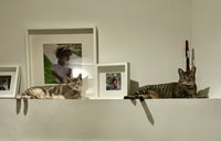 Tiny (and Rebel) - Photo 10