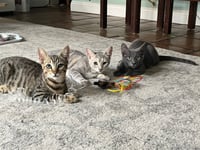 Tiny (and Rebel) - Photo 12