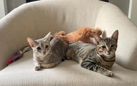 Tiny (and Rebel) - Photo 13