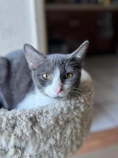 MOE - Domestic Short Hair available for adoption