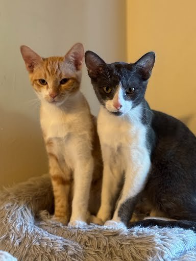 MOE - Domestic Short Hair available for adoption