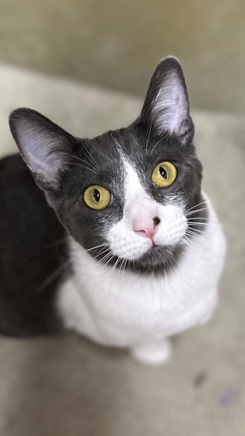 MOE - Domestic Short Hair available for adoption