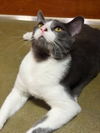 Moe - Photo 4