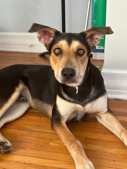 SULLY - Hound / Doberman Pinscher available for adoption