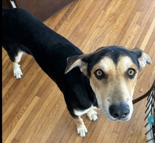 SULLY - Hound / Doberman Pinscher available for adoption