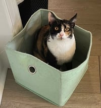 Cat Stevens - Photo 1