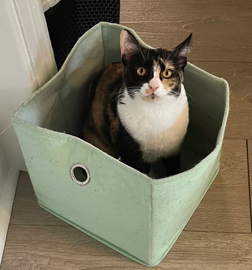 CAT STEVENS - Domestic Short Hair / Calico available for adoption